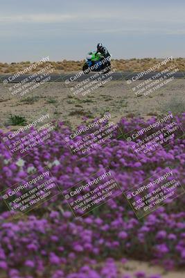 media/Jan-14-2023-SoCal Trackdays (Sat) [[497694156f]]/Turn 14 Exit Bloomig (145pm)/